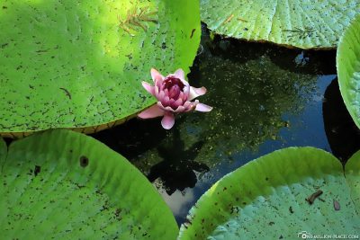 An open water lily