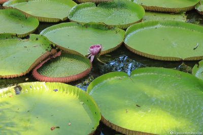 Water lily Victoria amazonica