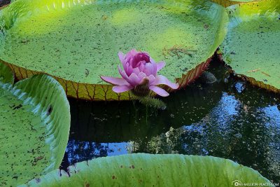 Water lily Victoria amazonica