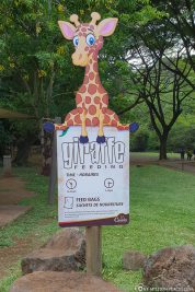 Giraffe Feeding im Casela Park