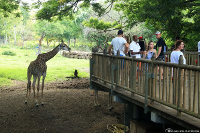 Die Aussichtsplattform bei den Giraffen