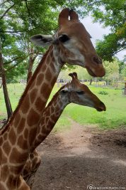 Zwei Giraffen im Casela Park