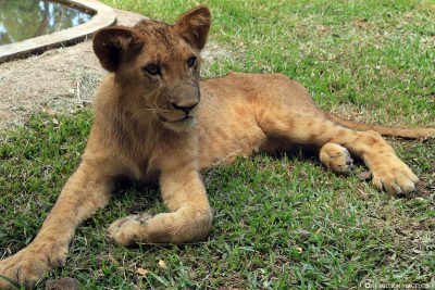 Ein junger Löwe im Casela Park