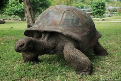 Eine Aldabra-Riesenschildkröte im Casela Park