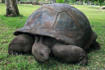 Eine Aldabra-Riesenschildkröte