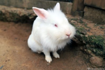 Ein Kaninchen im Streichelzoo