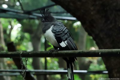 Ein Vogel im Walk Thru Aviary