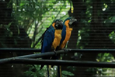 Zwei Papageien im Walk Thru Aviary