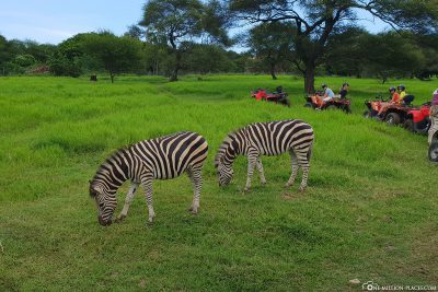 Zwei Zebras während der Safari-Tour