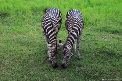 Zwei Zebras während der Safari-Tour
