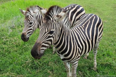 Zebras hautnah erleben im Safari Kingdom