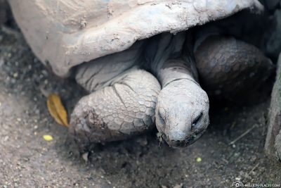 An Aldabra Giant Turtle