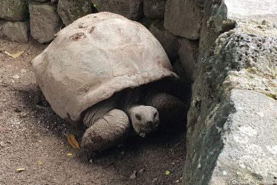 An Aldabra Giant Turtle