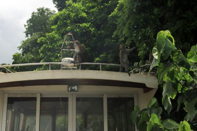 Monkeys on the Grand River South East