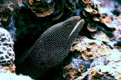 Moray eels at the dive site Three Anchor