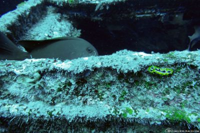 Dive at the wreck of Stella Maru