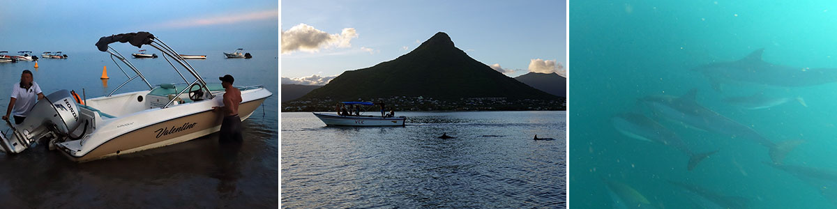 Schwimmen Mit Delfinen Auf Mauritius Reisebericht