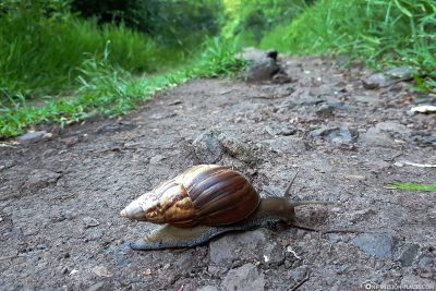 What big snails