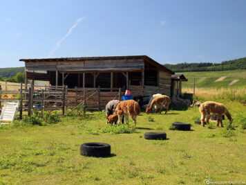 The Alpaca Farm Abayomi-Lieser