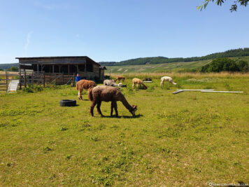 The Alpaca Farm Abayomi-Lieser