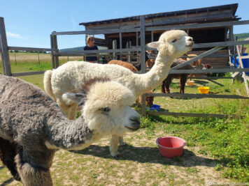 Feeding the alpacas