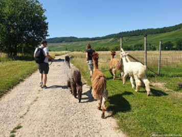Alpaca hike on the Moselle