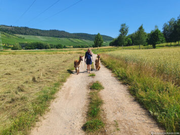Hike in the beautiful Moselle valley