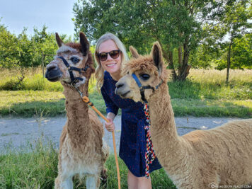 Our hike with alpacas on the Moselle