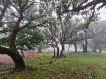 The enchanting laurel forest of Fanal