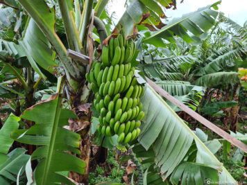 Bananenbäume