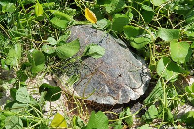 A turtle laying eggs