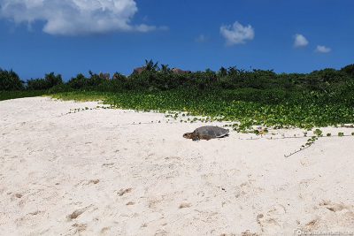 A turtle on the beach