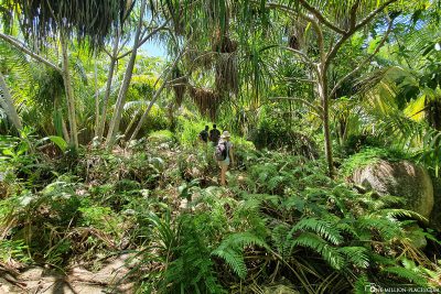 Through the jungle on the west coast of La Digue