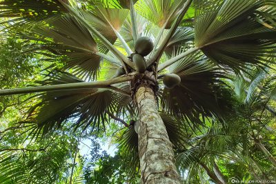 A Coco de Mer Palm