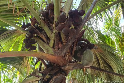 A Seychelles palm