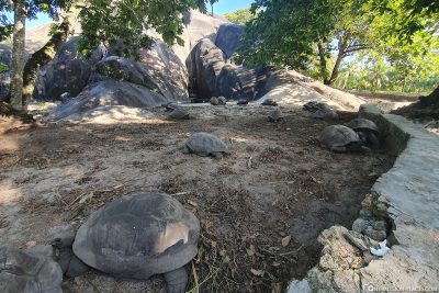 Giant tortoises at L'Union Estate Farm