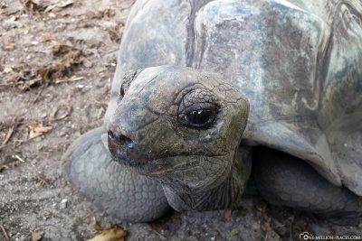 A giant tortoise