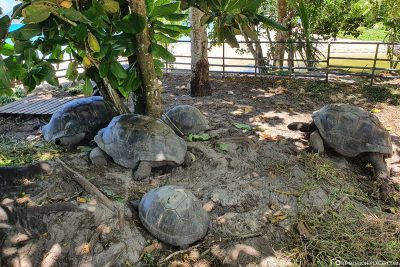 Die Riesenschildkröten am Anse Takamaka