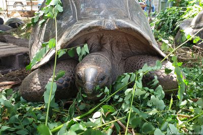 The giant tortoises at Anse Takamaka