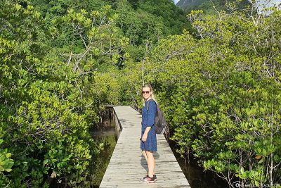 The trail through the mangroves