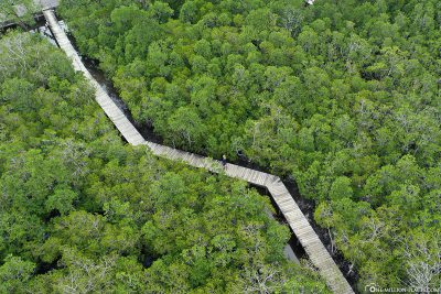 The trail through the mangroves