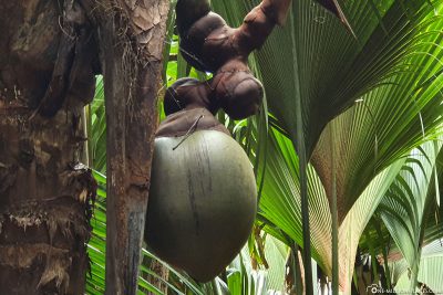 Die Coco de Mer (Seychellenpalme)
