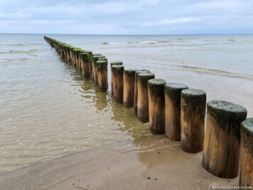 Wooden piles for coastal protection