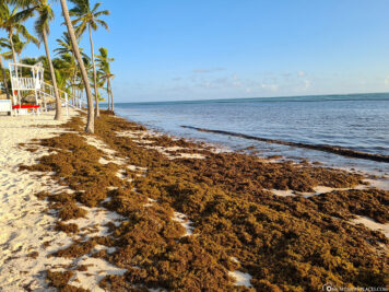 Die Algen am Strand in Punta Cana