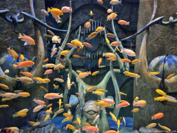 Das Lost Chambers Aquarium