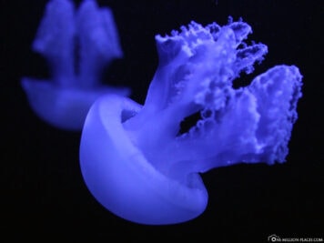 Aquarium with jellyfish