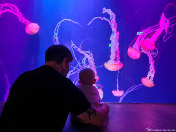 Aquarium with jellyfish