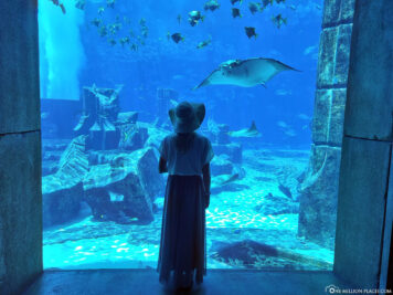 The large aquarium