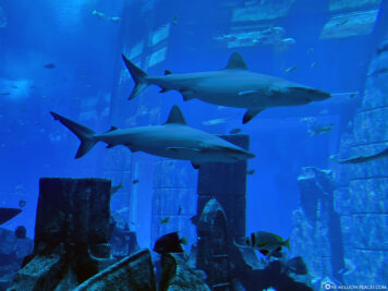 Sharks in Ambassador Lagoon