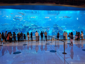 Die Fensterscheibe des riesigen Aquariums